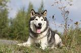 ALASKAN MALAMUTE 422